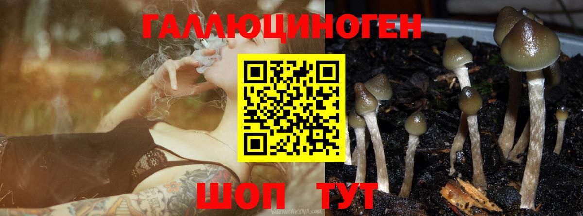 купить   Псилоцибиновые грибы MAGIC MUSHROOMS  Вход с VPN  Моздок 